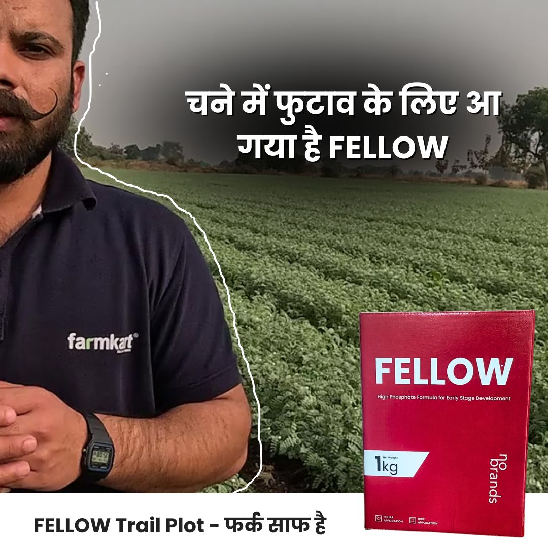 Fellow High Phosphorus Formula with Micronutrients , 1 kg