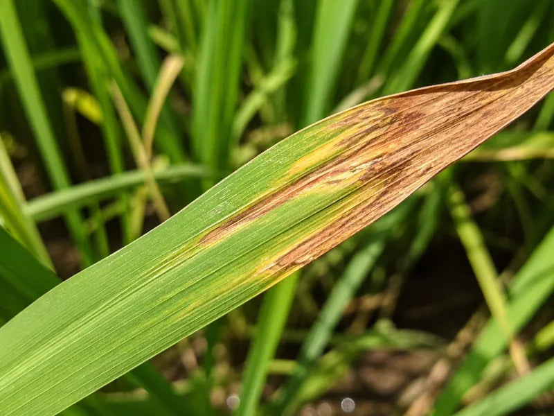 Bacterial Blight — Paddy