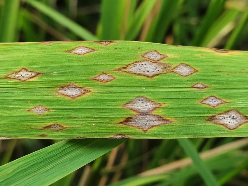 Blast Disease — Paddy