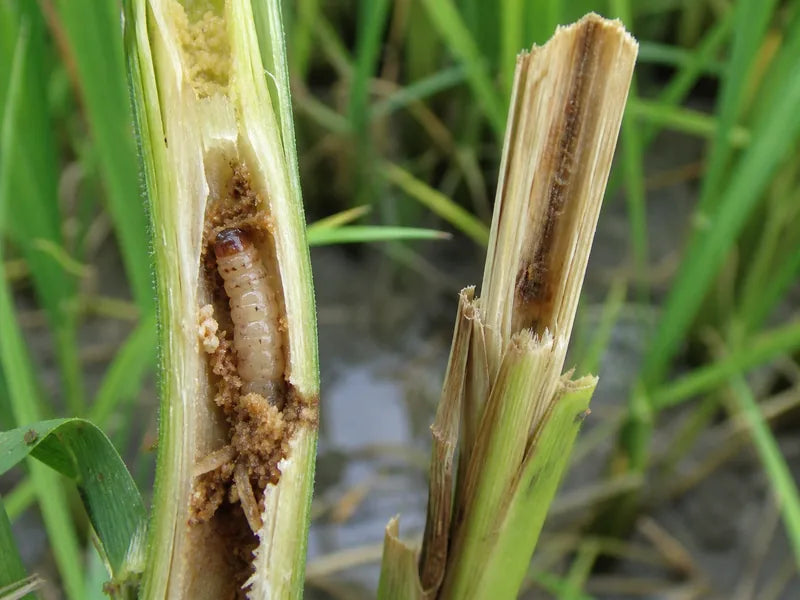 Stem Borer — Paddy