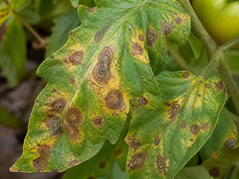 Early Blight — Tomato