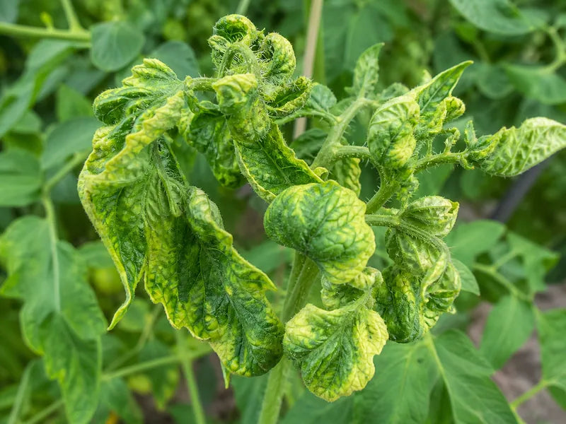 Leaf Curl — Tomato