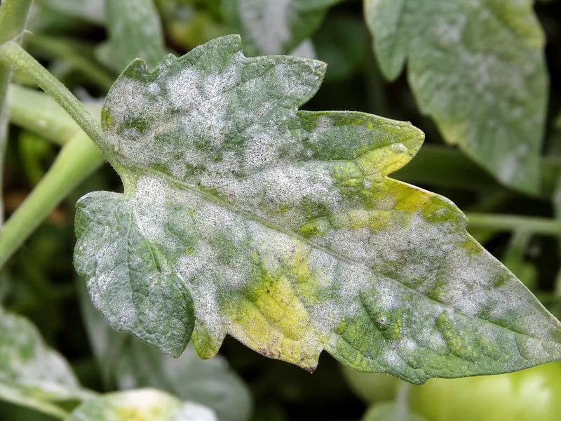 Powdery Mildew — Tomato