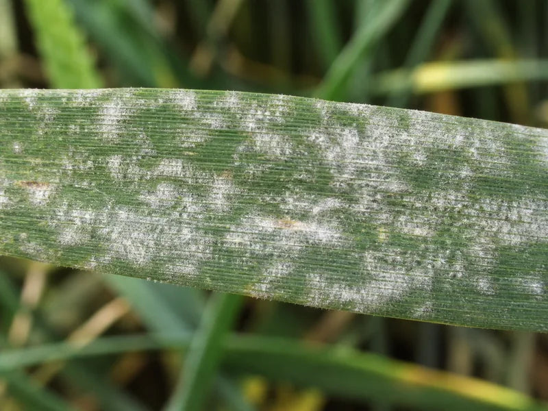 Powdery Mildew — Wheat