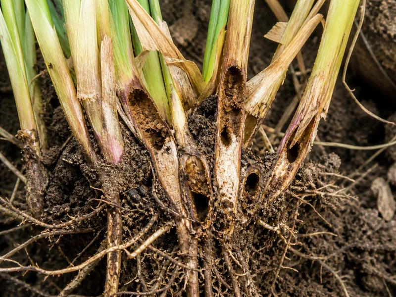 Termite — Wheat