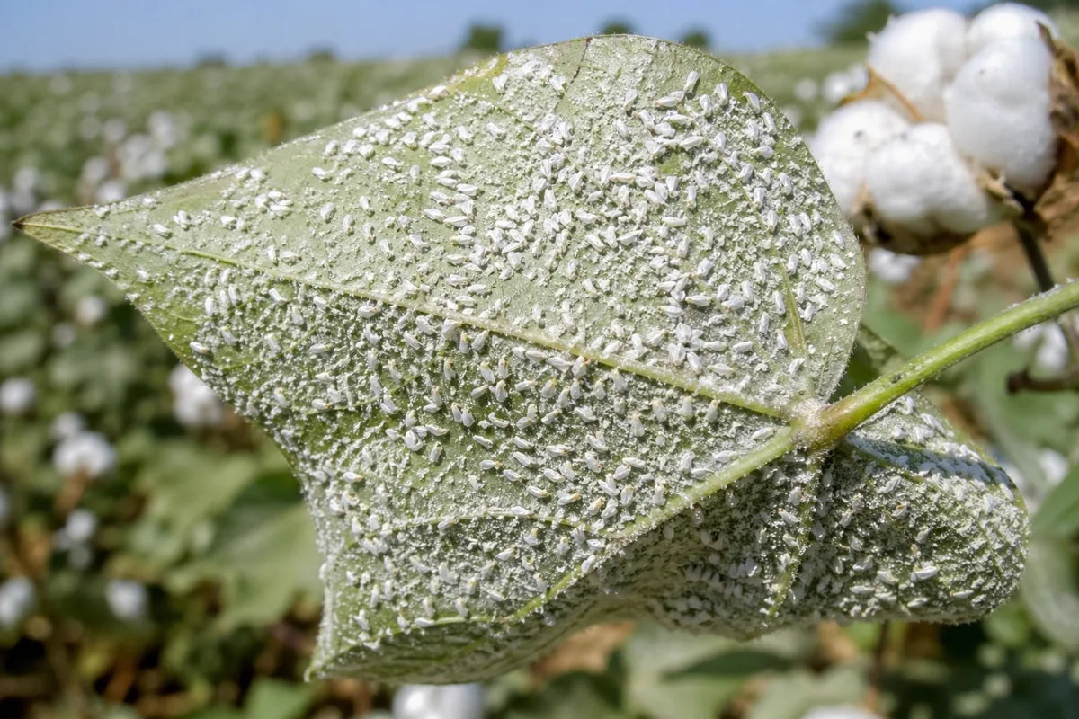 Which Insecticide Is Best for Cotton Whitefly in India?
