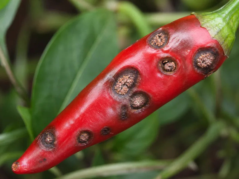 Anthracnose — Chili