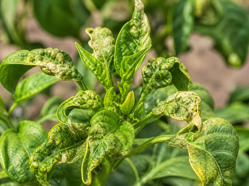 Mites — Chili