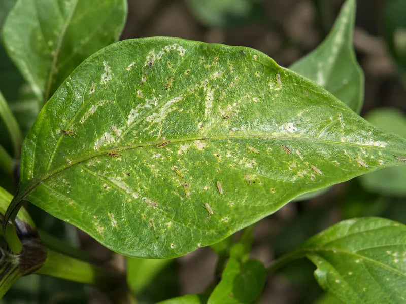 Thrips — Chili