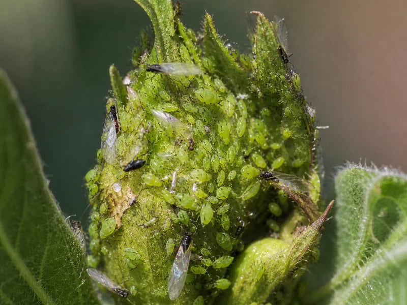 Aphids — Cotton