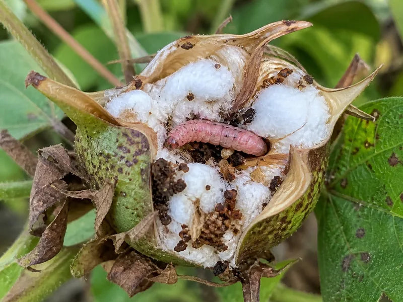 Bollworm — Cotton