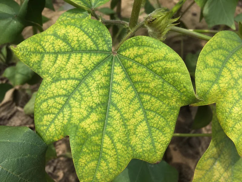 Nutrient Deficiency — Cotton