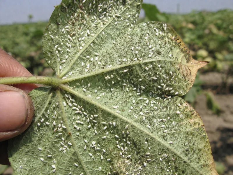 Whitefly — Cotton