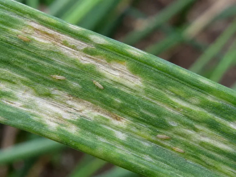 Thrips — Onion