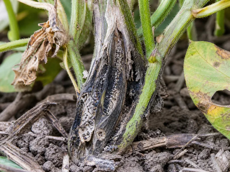 Charcoal Rot — Soybean