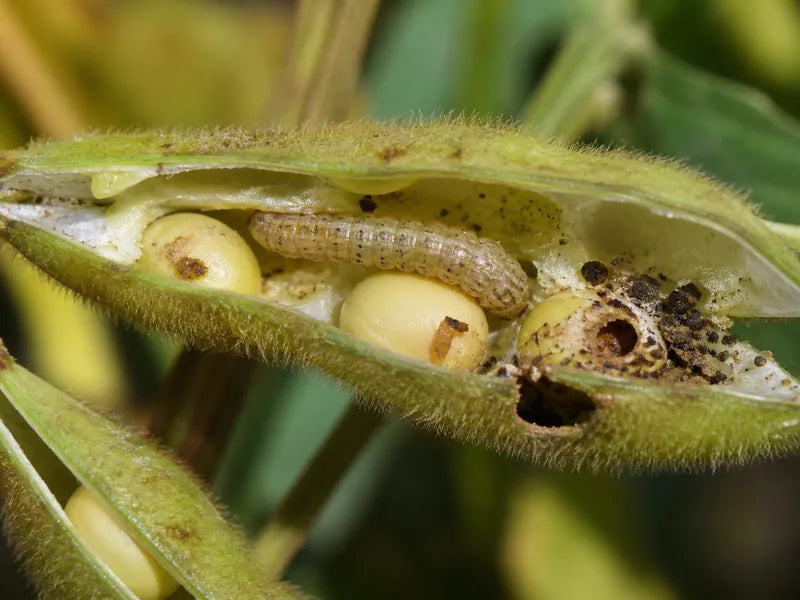 Pod Borer — Soybean