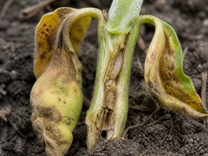 Stem Fly — Soybean