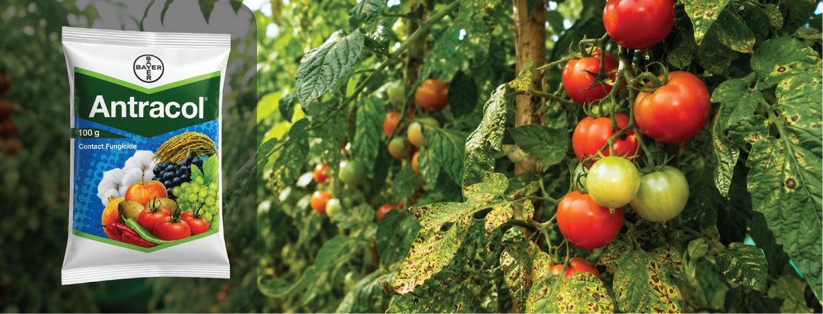 Antracol Fungicide (Propineb 70% WP): Complete Guide to Uses, Dosage & Price