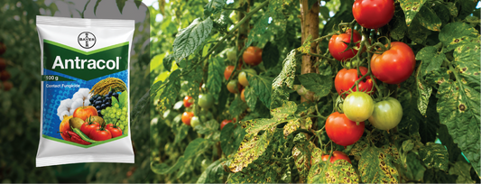 Antracol Fungicide (Propineb 70% WP): Complete Guide to Uses, Dosage & Price
