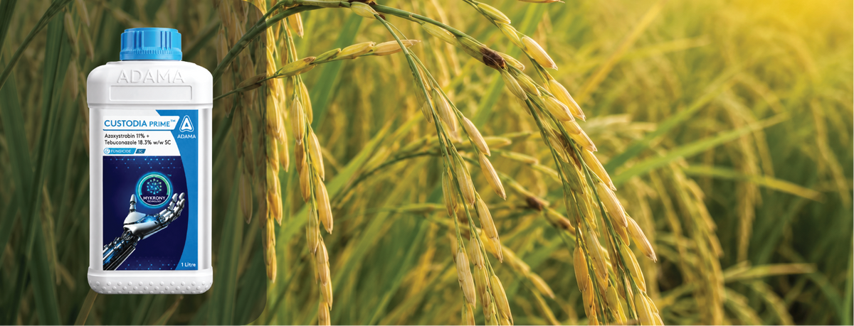 Azoxystrobin + Tebuconazole Fungicide: Complete Guide to Uses & Dosage