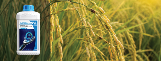 Azoxystrobin + Tebuconazole Fungicide: Complete Guide to Uses & Dosage