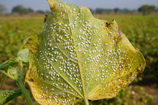 Whitefly Control in Cotton | कपास में सफेद मक्खी नियंत्रण