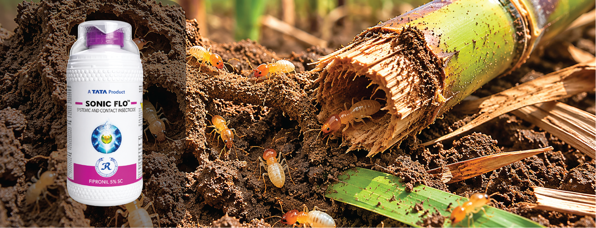 Fipronil 5% SC: Complete Guide to Uses, Dosage & Termite Control (2026)