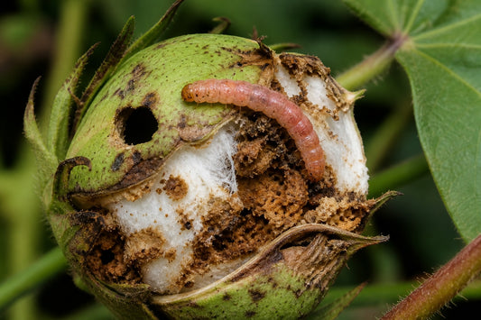 Cotton Bollworm Control | बॉलवर्म नियंत्रण — Identification, Monitoring & Spray Guide