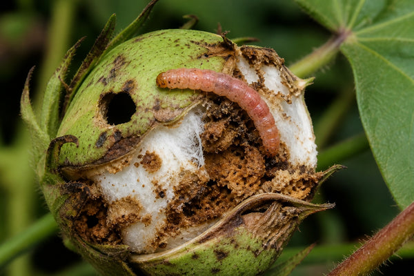 Cotton Bollworm Control | बॉलवर्म नियंत्रण — Identification, Monitoring & Spray Guide