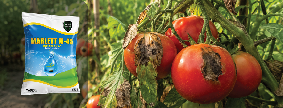 Mancozeb Fungicide: Complete Guide to Uses, Dosage & Price (2026)