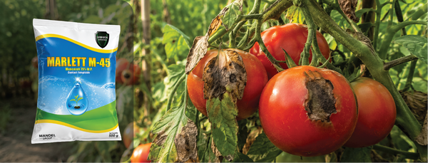 Mancozeb Fungicide: Complete Guide to Uses, Dosage & Price (2026)