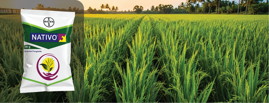Nativo Fungicide (Tebuconazole + Trifloxystrobin): Complete Guide (2026)