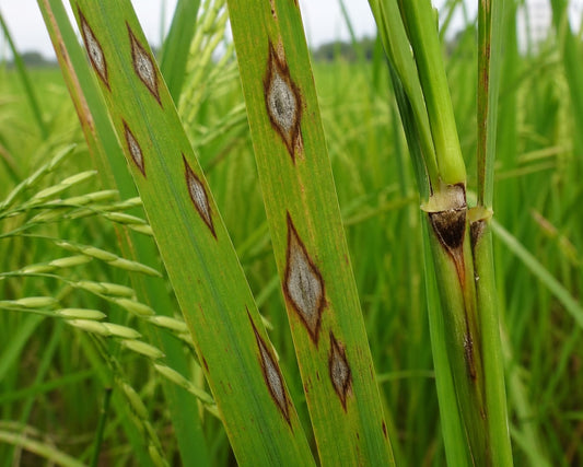 Blast Disease in Paddy | धान में ब्लास्ट रोग — Identification, Control & Prevention