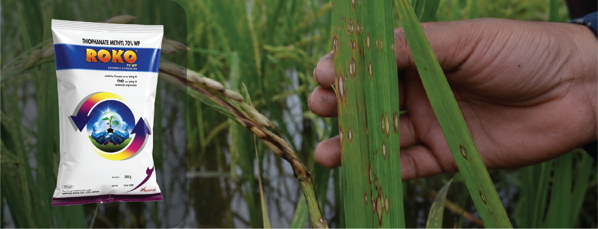 Roko Fungicide: Complete Guide to Uses, Dosage & Price (2026)