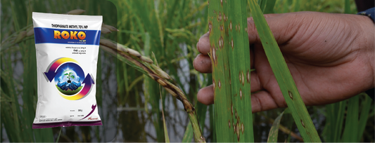 Roko Fungicide: Complete Guide to Uses, Dosage & Price (2026)