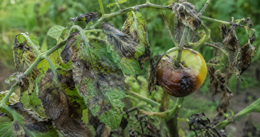 Late blight disease on tomato — identification, symptoms and control guide