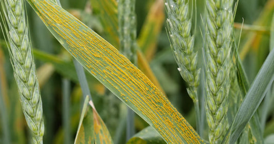 Yellow rust (stripe rust) on wheat — identification and fungicide control
