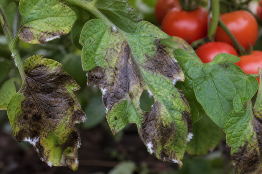 Late Blight in Tomato | टमाटर में लेट ब्लाइट — पहचान और नियंत्रण