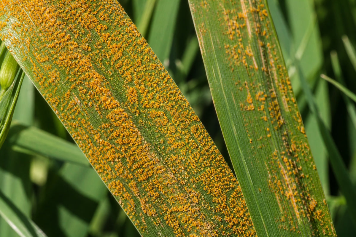 Yellow Rust in Wheat | गेहूं में पीला रतुआ — पहचान और नियंत्रण