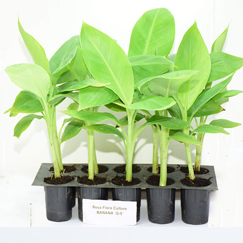 Reva Flora G-9 Banana Plant (1000 Plant)