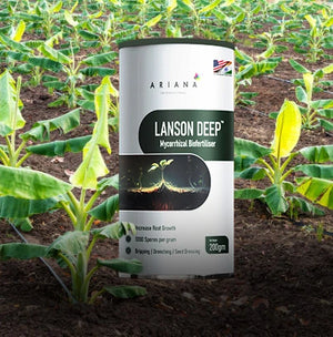 Lanson Deep