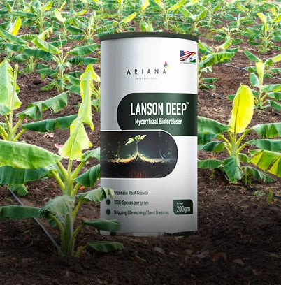 Lanson Deep