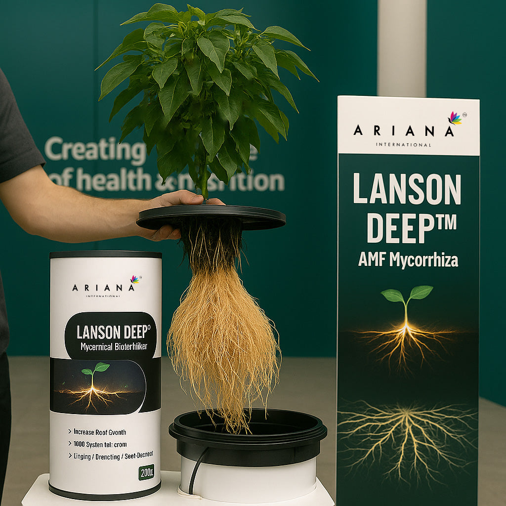 Lanson Deep Chilli Mycorrhiza