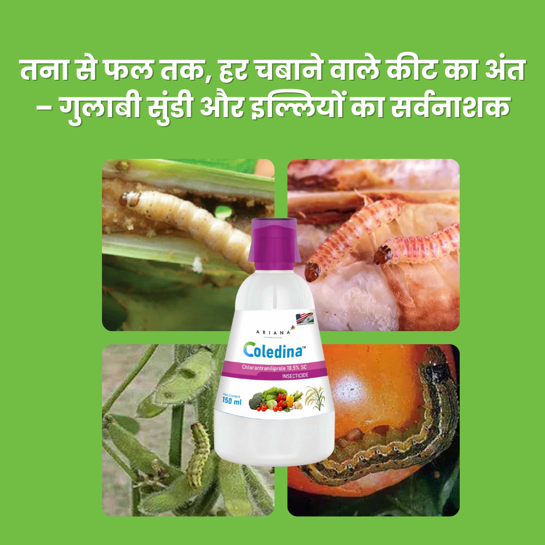 Coledina, Chlorantraniliprole 18.5% w/w SC Insecticide