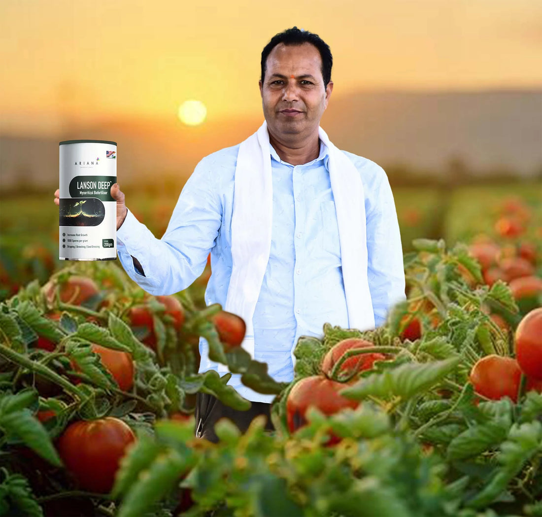 tomato crop with lanson Deep1.webp__PID:0812285a-3524-4153-bbab-49fb205ced24