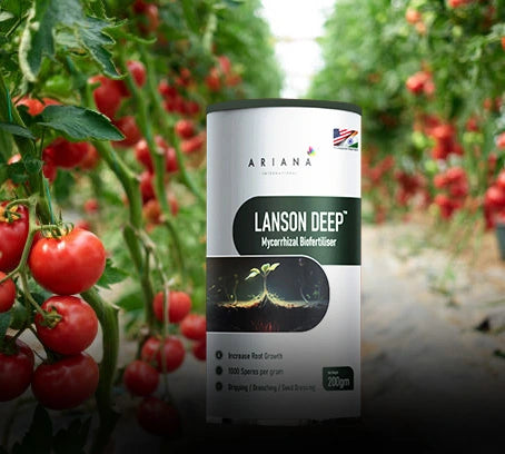 Lanson Deep tomato