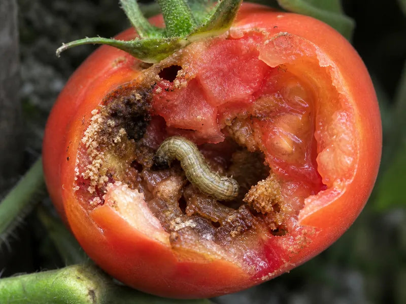 Fruit Borer — Tomato