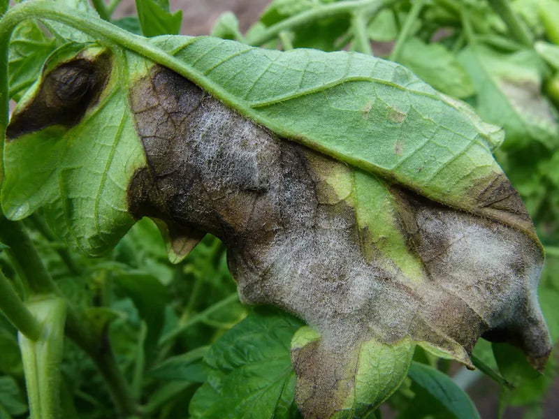 Late Blight — Tomato
