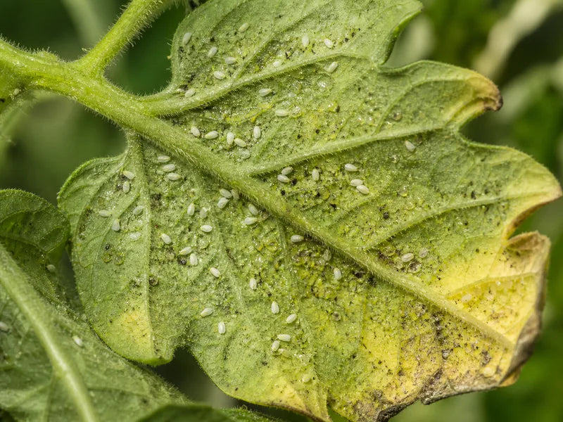 Whitefly — Tomato
