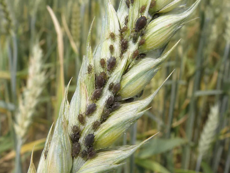 Aphids — Wheat